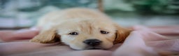 Golden Retriever dogs for sale: Purple - Ad 1