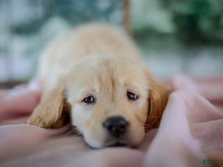 Golden Retriever dogs Purple - Ad 38