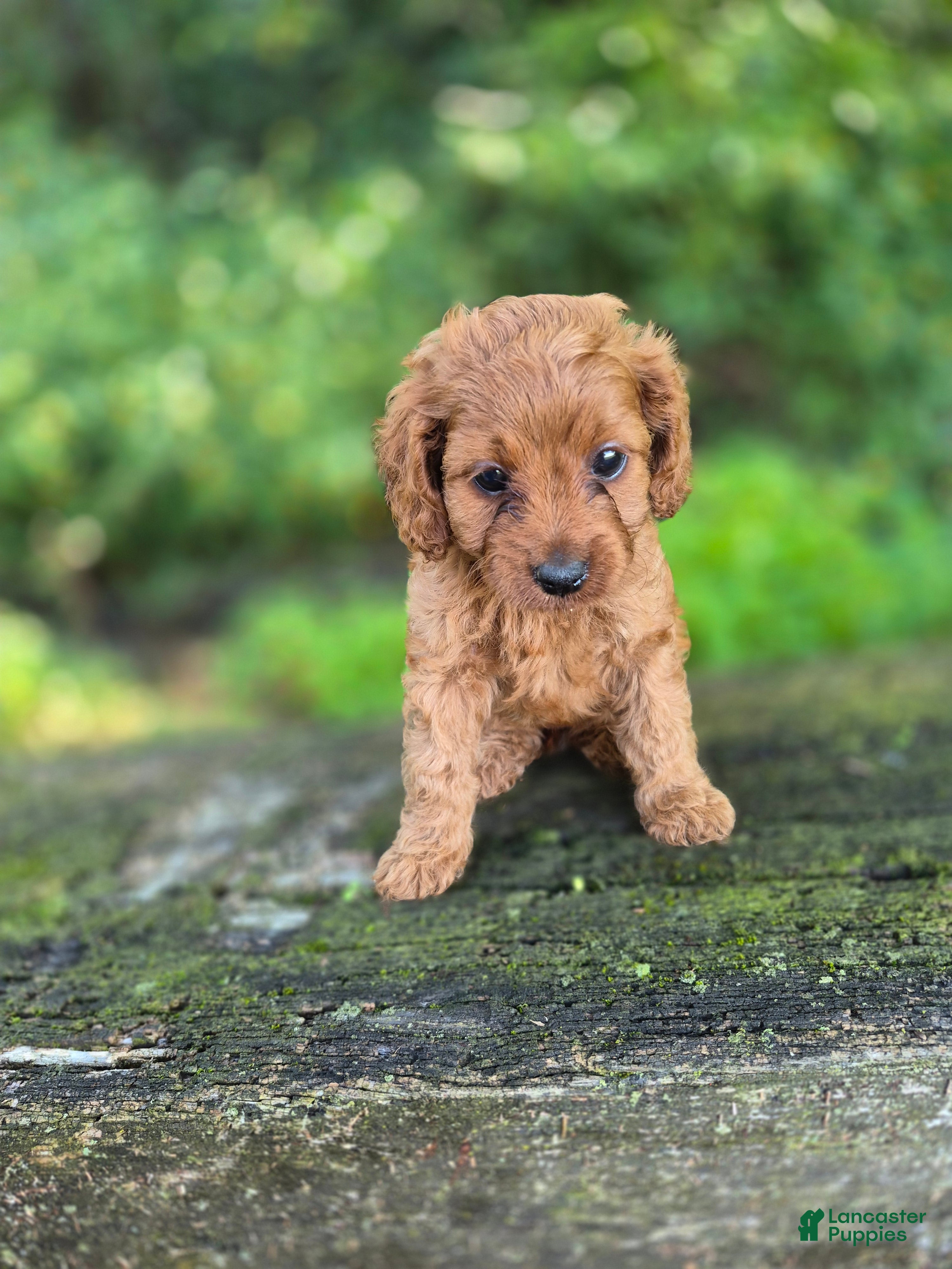 Cavapoo dogs Carly - Ad 2