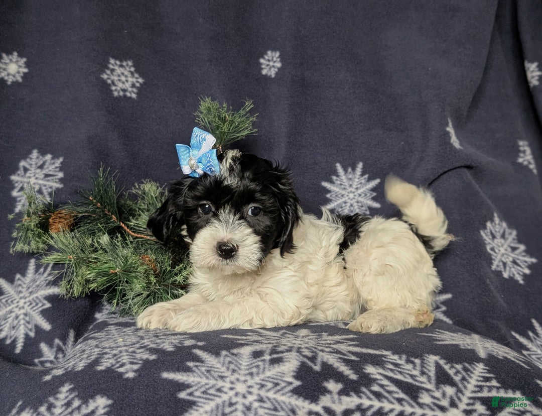 Havapoo dogs for sale: Brylee Ready for Christmas - Ad 4