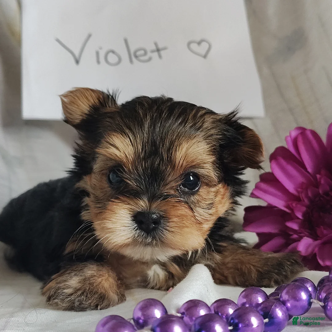 Yorkshire Terrier dogs for sale: Violet  - Ad 3