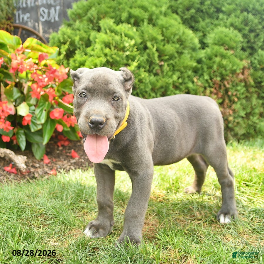 Cane Corso dogs Layla  - Ad 2