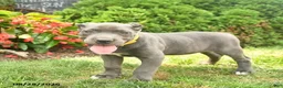 Cane Corso dogs for sale: Layla  - Ad 2