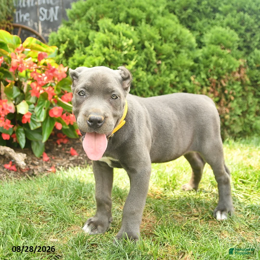 Cane Corso dogs for sale: Layla  - Ad 2