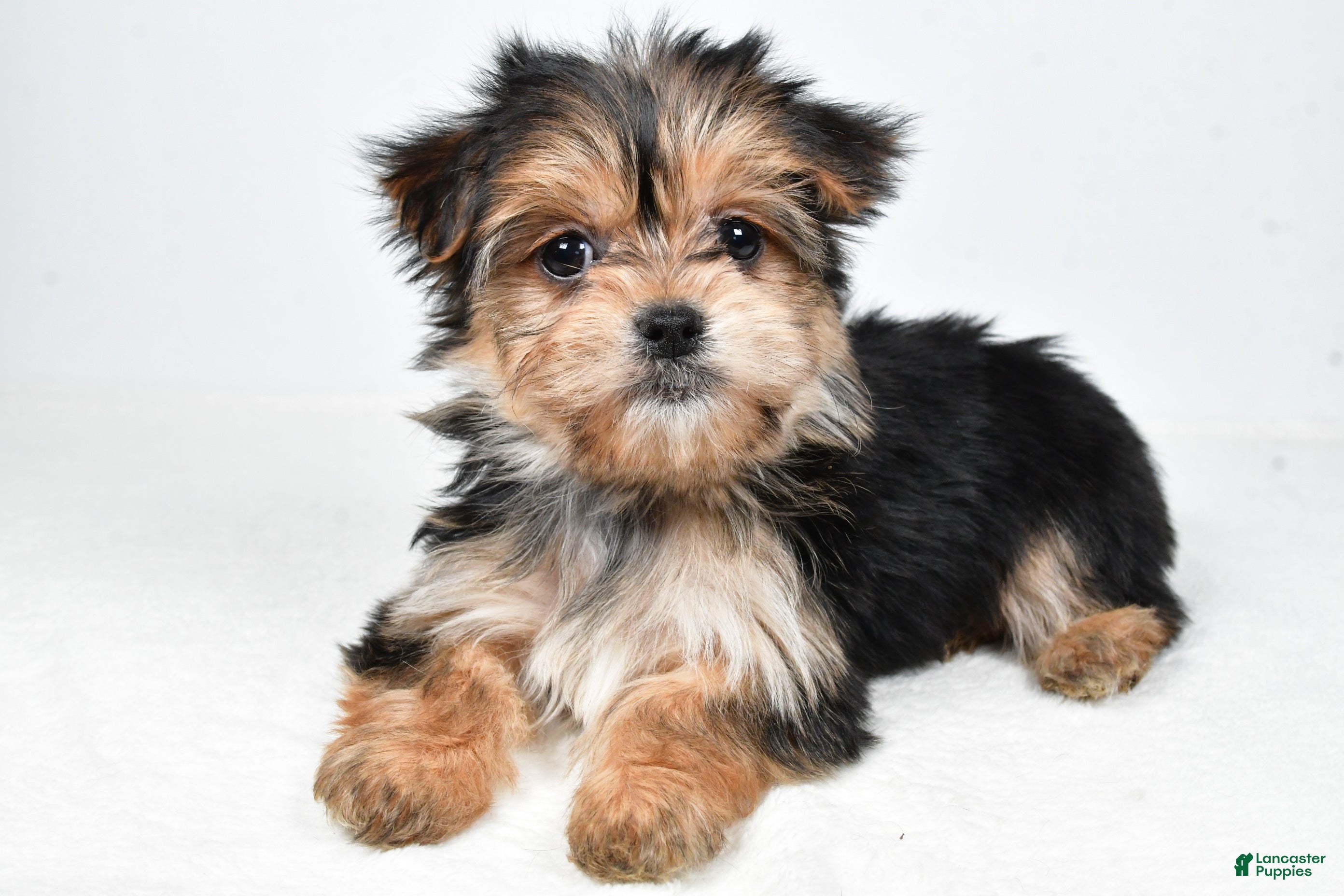 Morkie dogs Rita - Ad 20