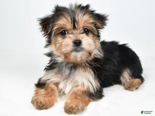 Morkie dogs Rita - Ad 20