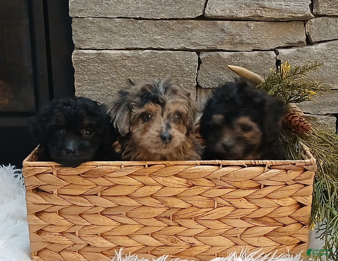 Miniature Poodle dogs for sale: Penny  - Ad 4