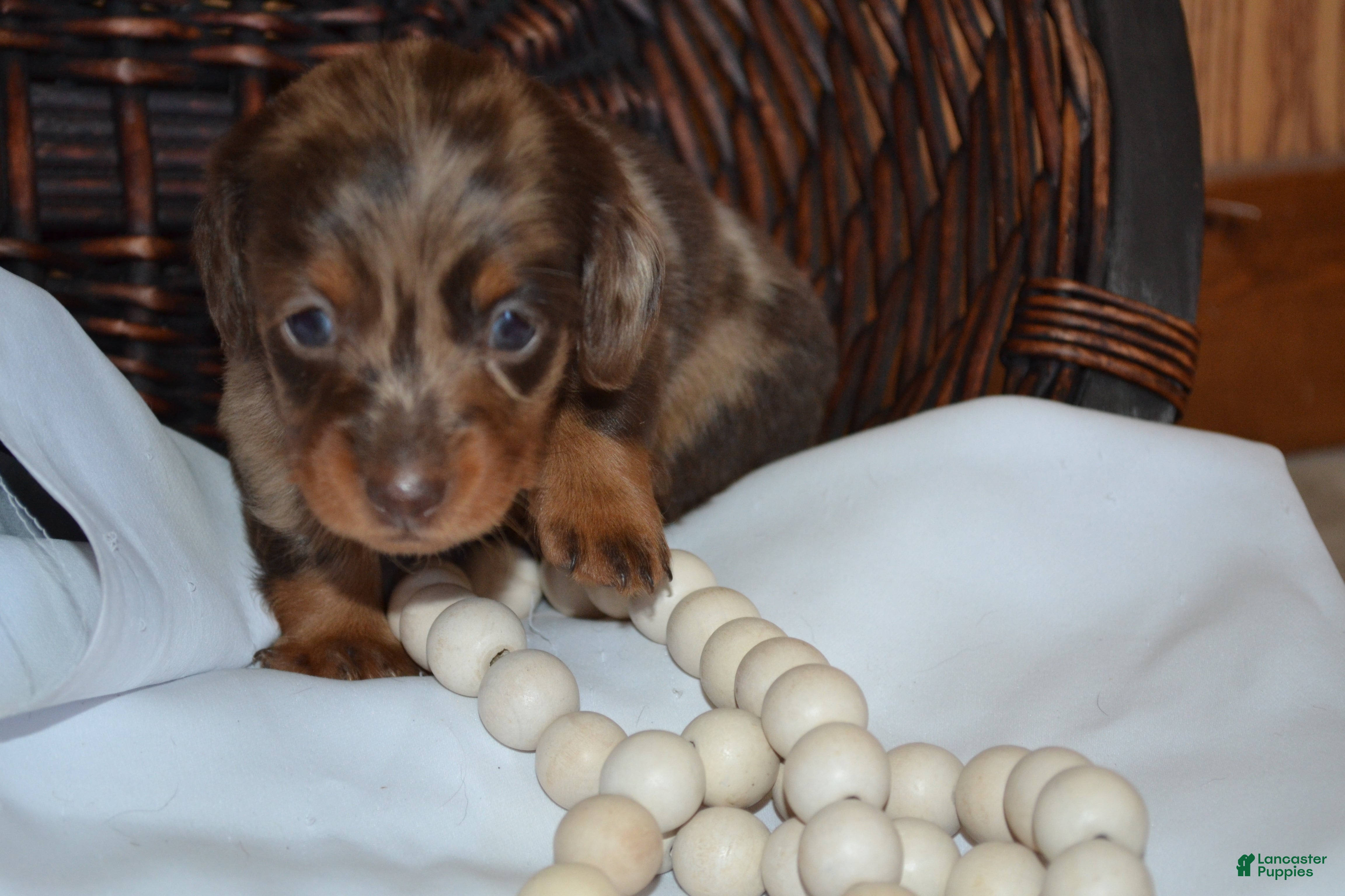Dachshund dogs Sage - Ad 1