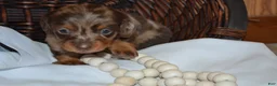 Dachshund dogs for sale: Sage - Ad 1