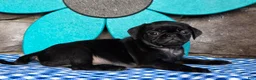 Pug dogs for sale: Basil - Ad 5
