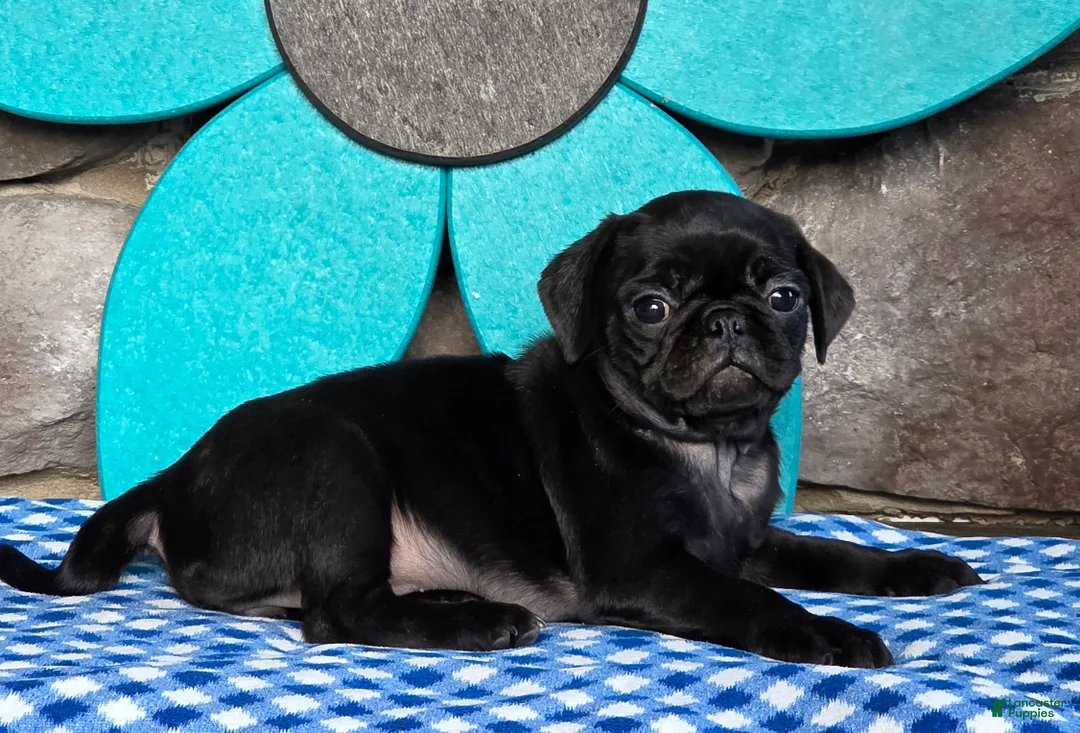 Pug dogs for sale: Basil - Ad 5
