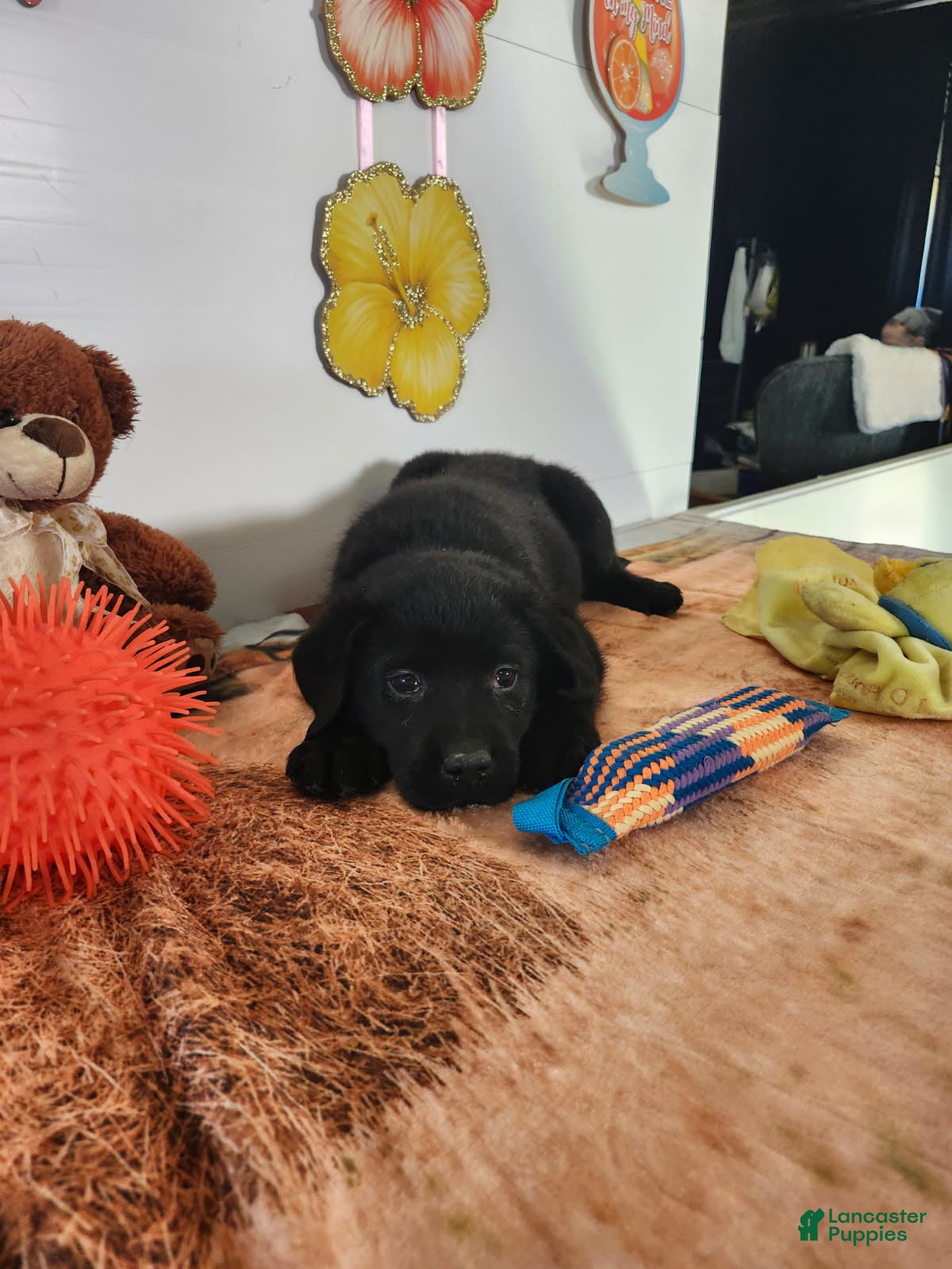 Labrador Retriever dogs Cooper - Ad 2