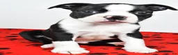 Boston Terrier dogs for sale: Charles - Ad 2