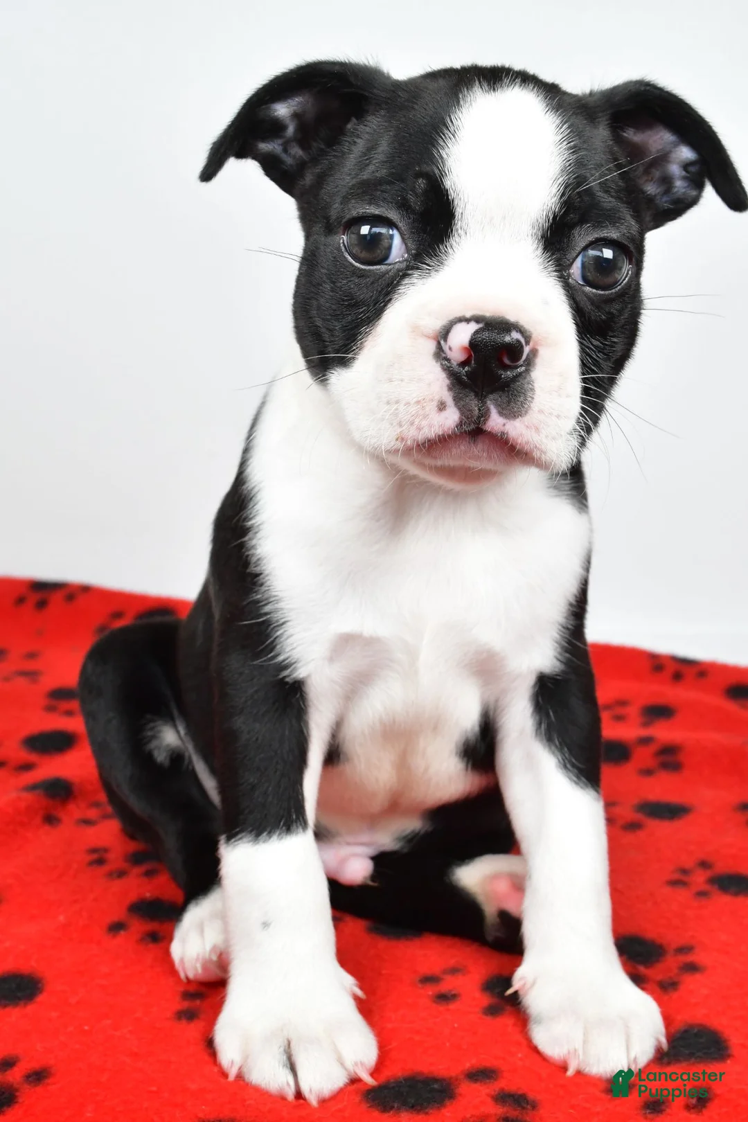 Boston Terrier dogs for sale: Charles - Ad 2