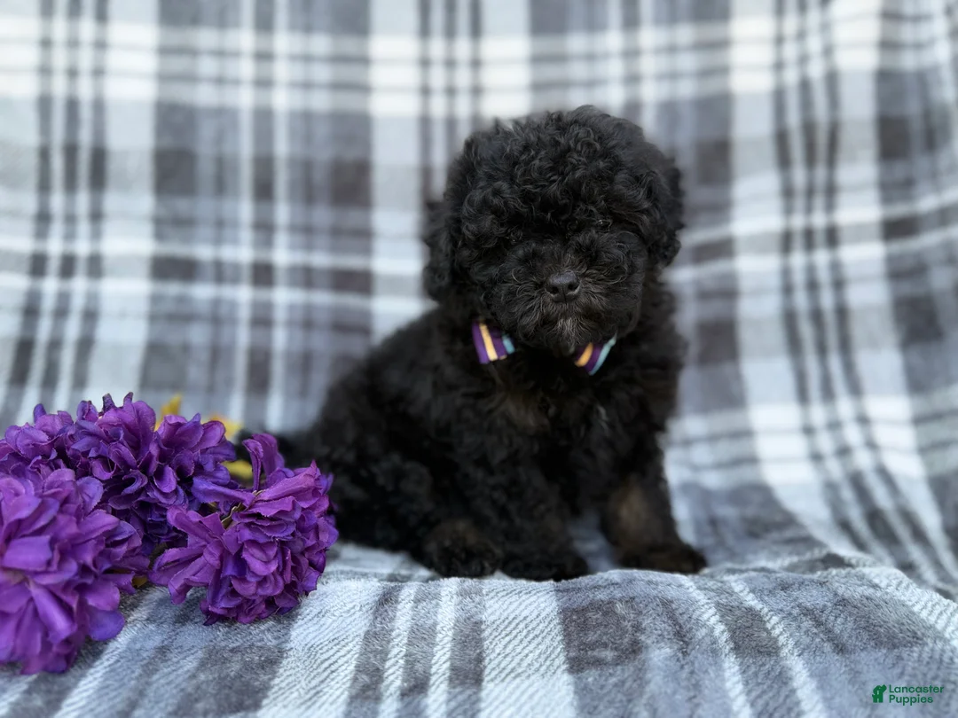 Shihpoo dogs for sale: Kodak - Ad 2