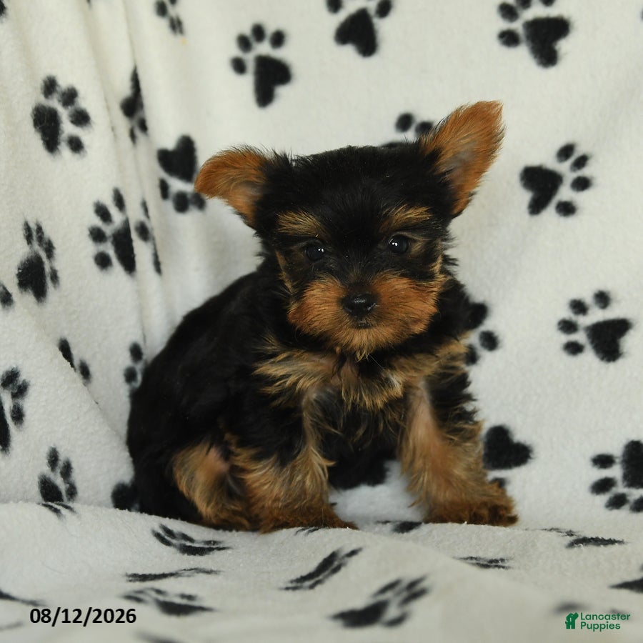 Yorkshire Terrier dogs Quinton - Ad 1