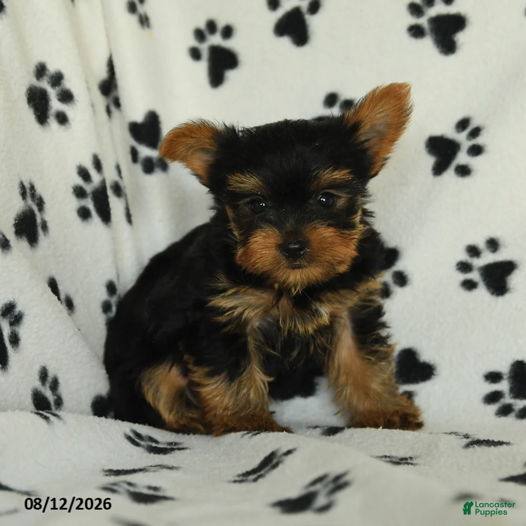 Yorkshire Terrier dogs for sale: Quinton - Ad 1