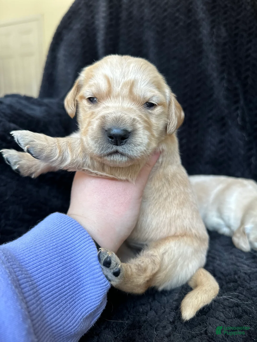 Golden Retriever dogs for sale: The Charlie Brown girls - Ad 3