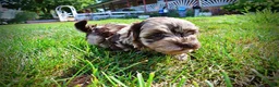 Havapoo dogs for sale: Heavenly - Ad 15