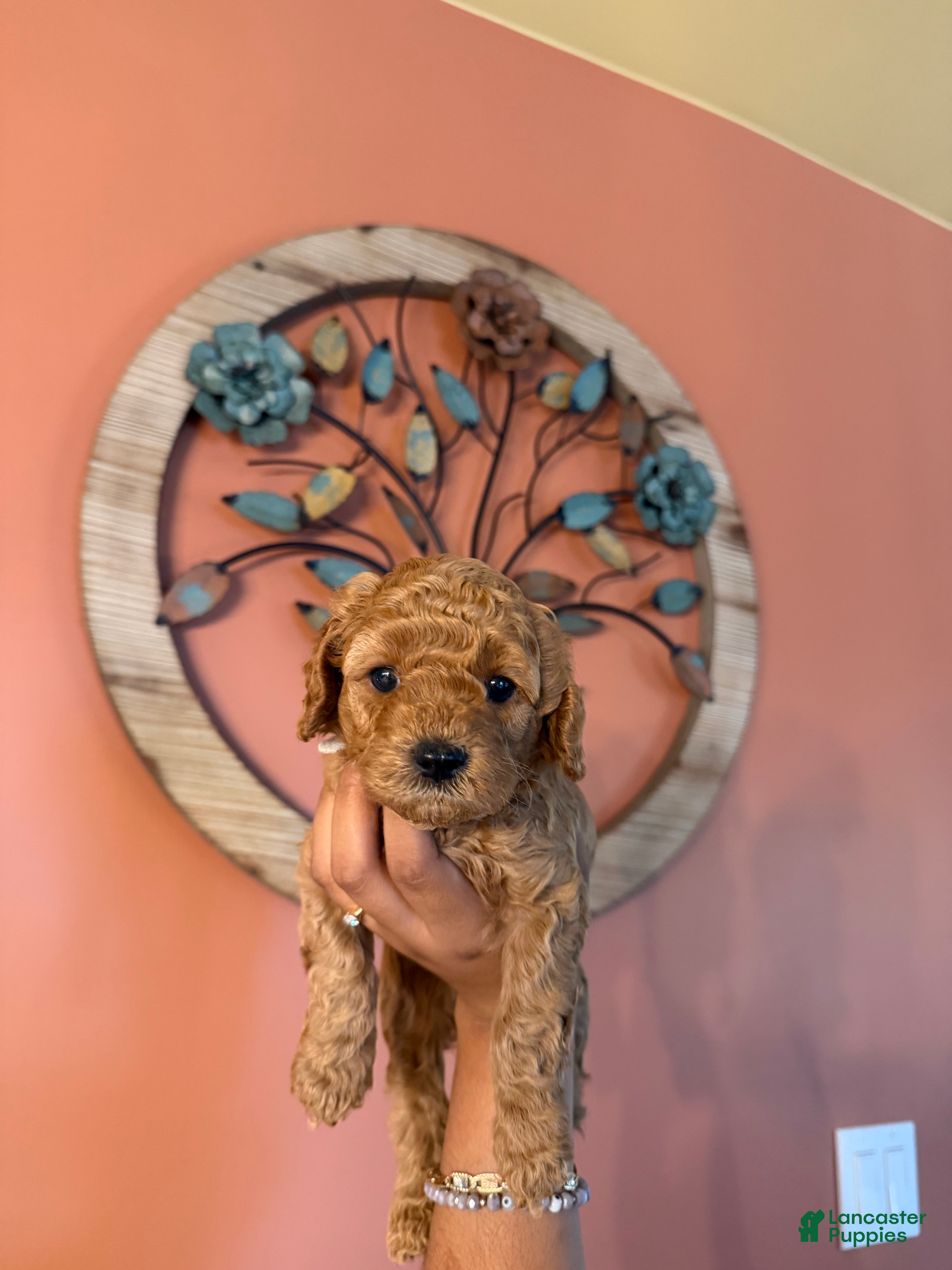 Miniature Poodle dogs for sale: Snowflake - Ad 1