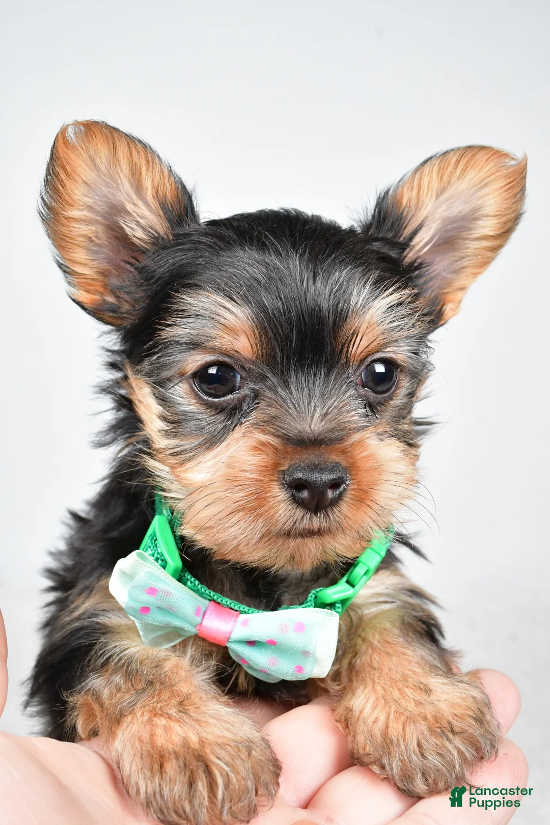 Yorkshire Terrier dogs for sale: Theo - Ad 9