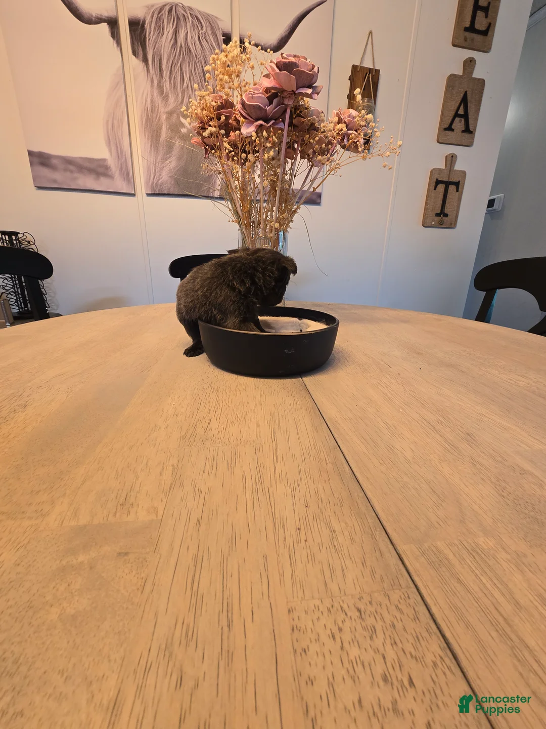 Chihuahua dogs for sale: addi - Ad 13