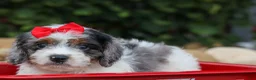 Cavapoo dogs for sale: Prince💙 - Ad 13