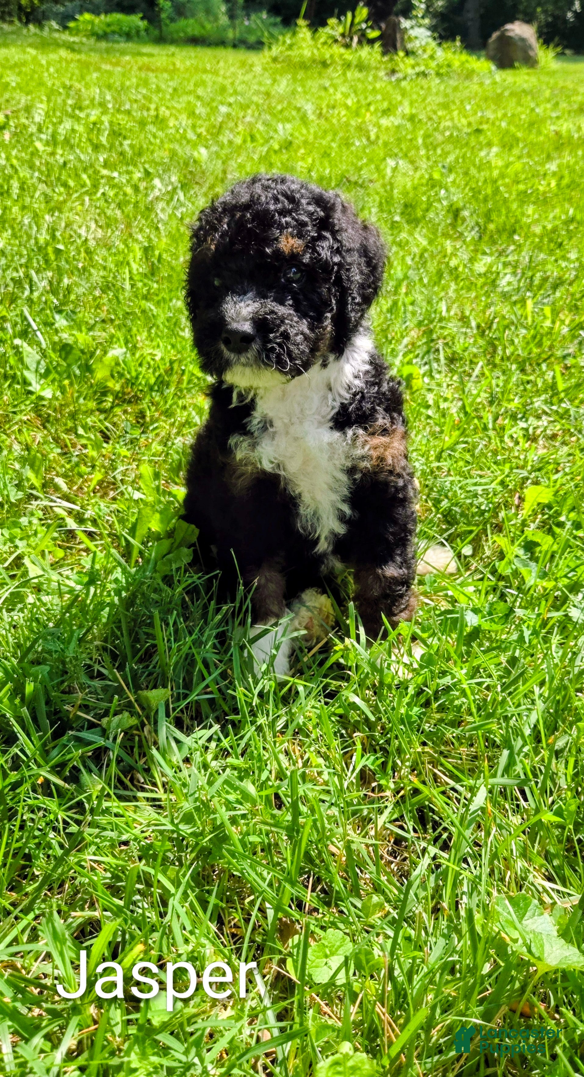 Mini Bernedoodle dogs Jasper - Ad 2