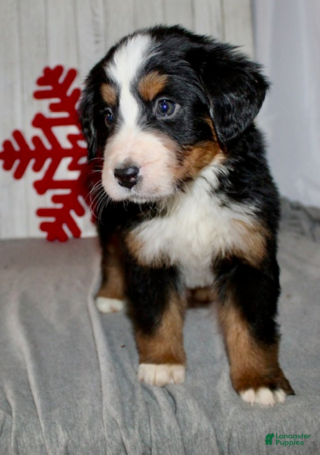Bernese Mountain Dog dogs for sale: Luna - Ad 5