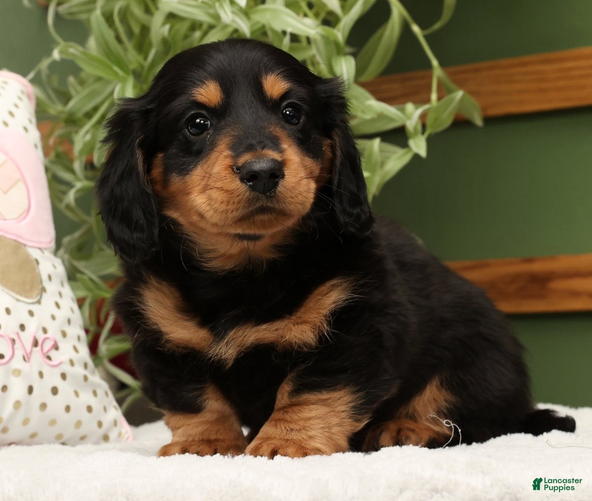 Miniature Dachshund dogs Teddy - Ad 2