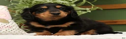Miniature Dachshund dogs for sale: Teddy - Ad 2