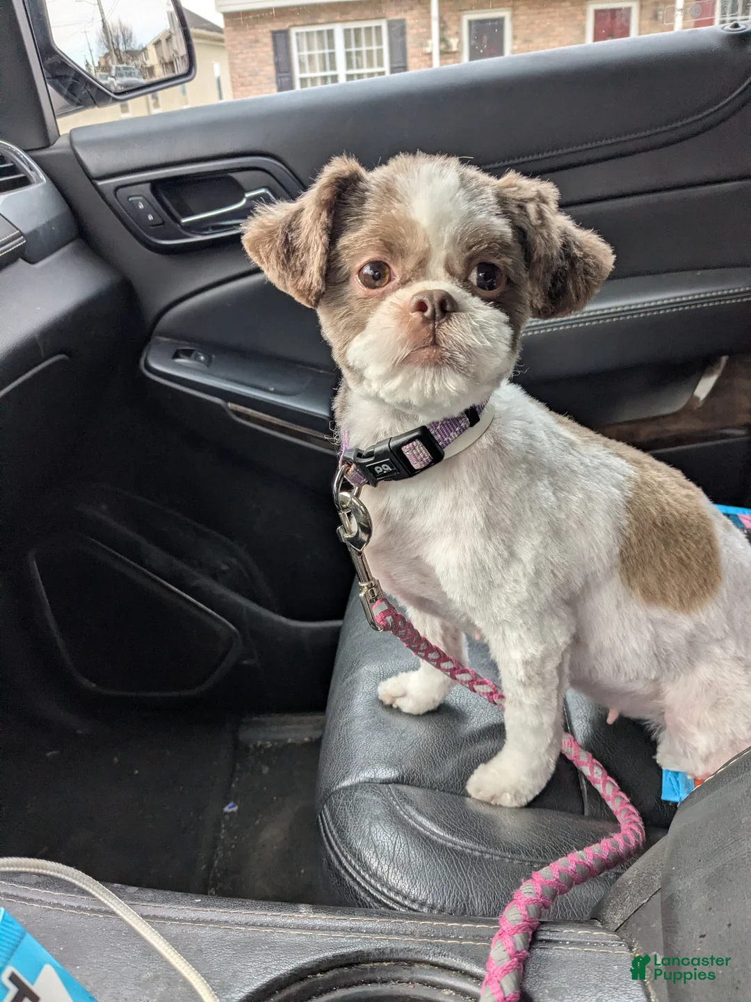 Mixed Breed dogs for sale: Lacy - Ad 5