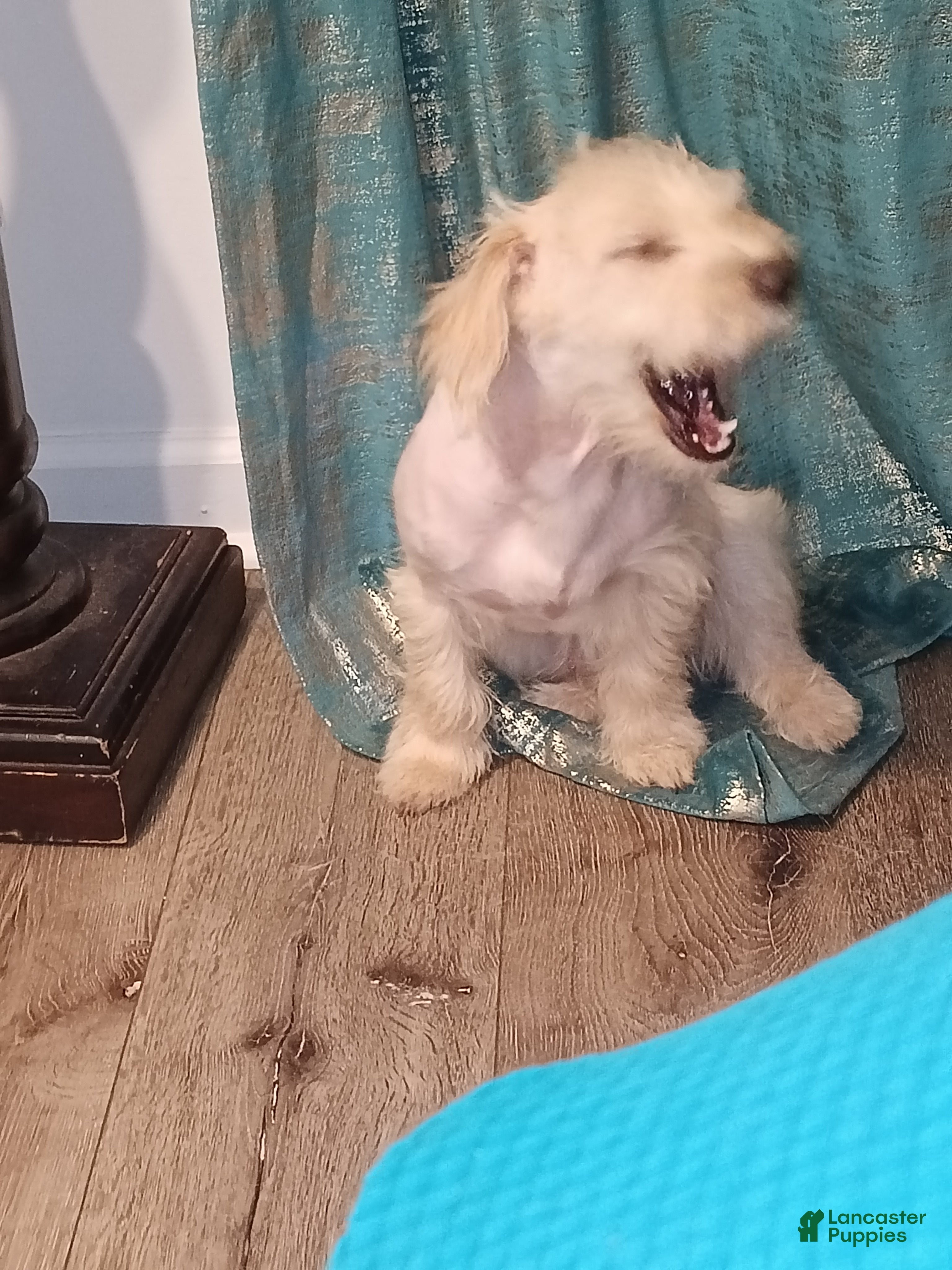 Maltipoo dogs Maltipoo Puppy 4 - Ad 4