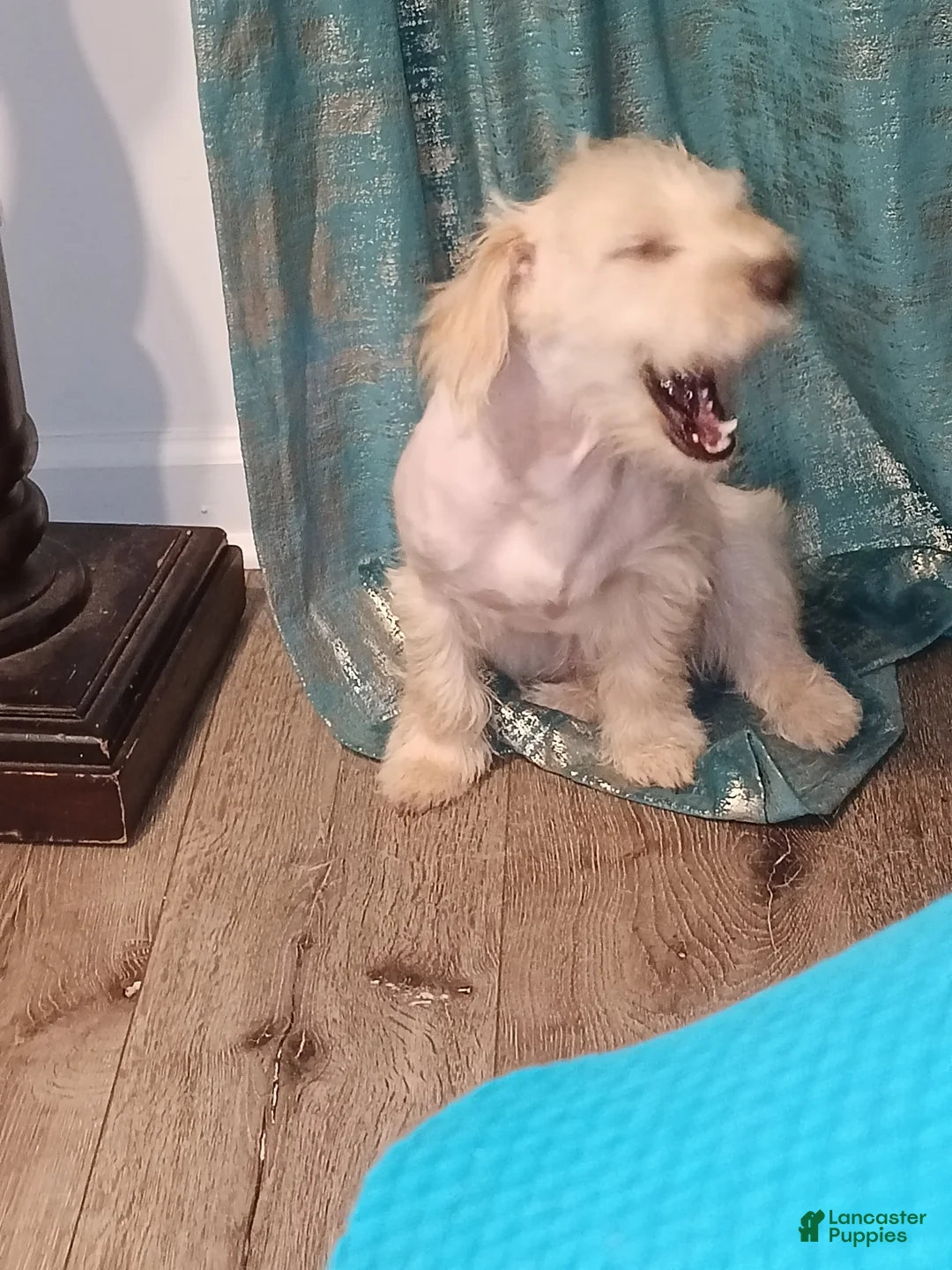 Maltipoo dogs for sale: Maltipoo Puppy 4 - Ad 1