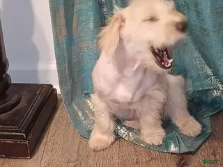 Maltipoo dogs Maltipoo Puppy 4 - Ad 4