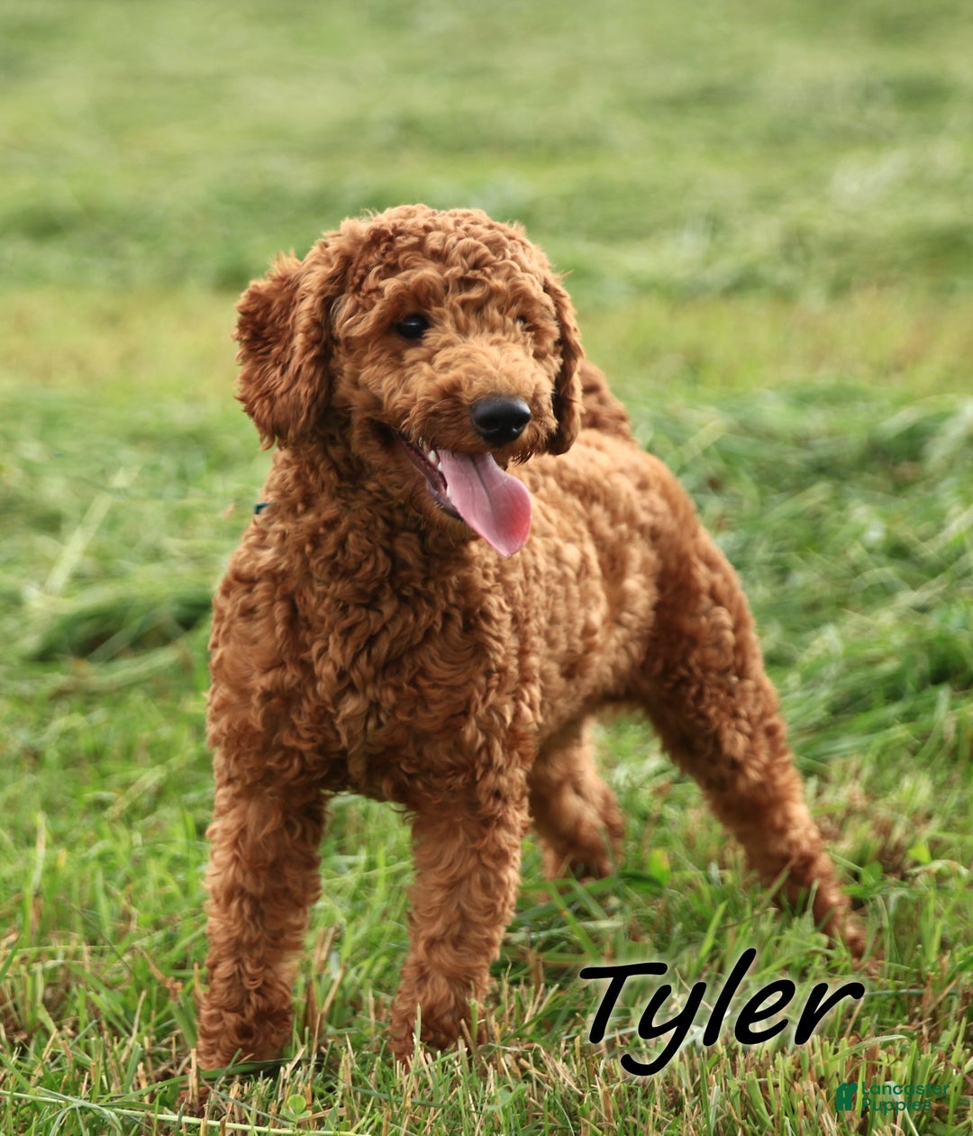 Mini Goldendoodle dogs for sale: Justina - Ad 7