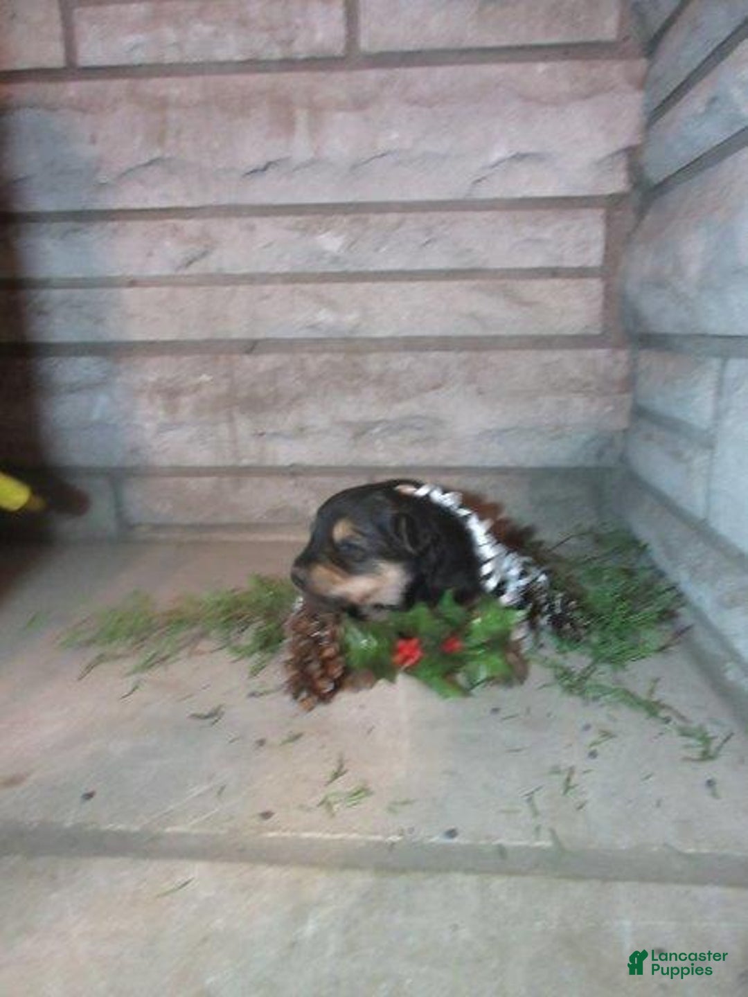 Mixed Breed dogs for sale: Forest - Ad 2