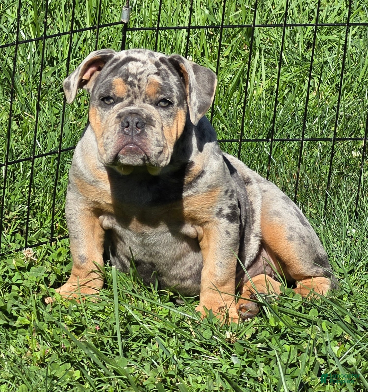 Bulldog