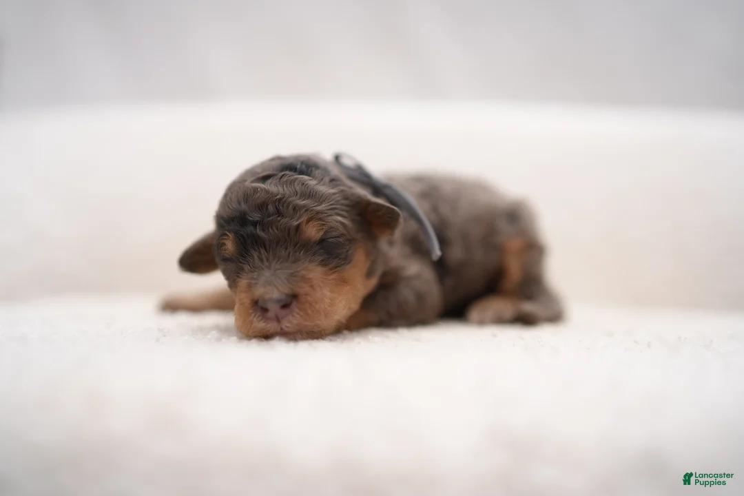 Bernedoodle dogs for sale: Bernedoodle Puppy 5 - Ad 2