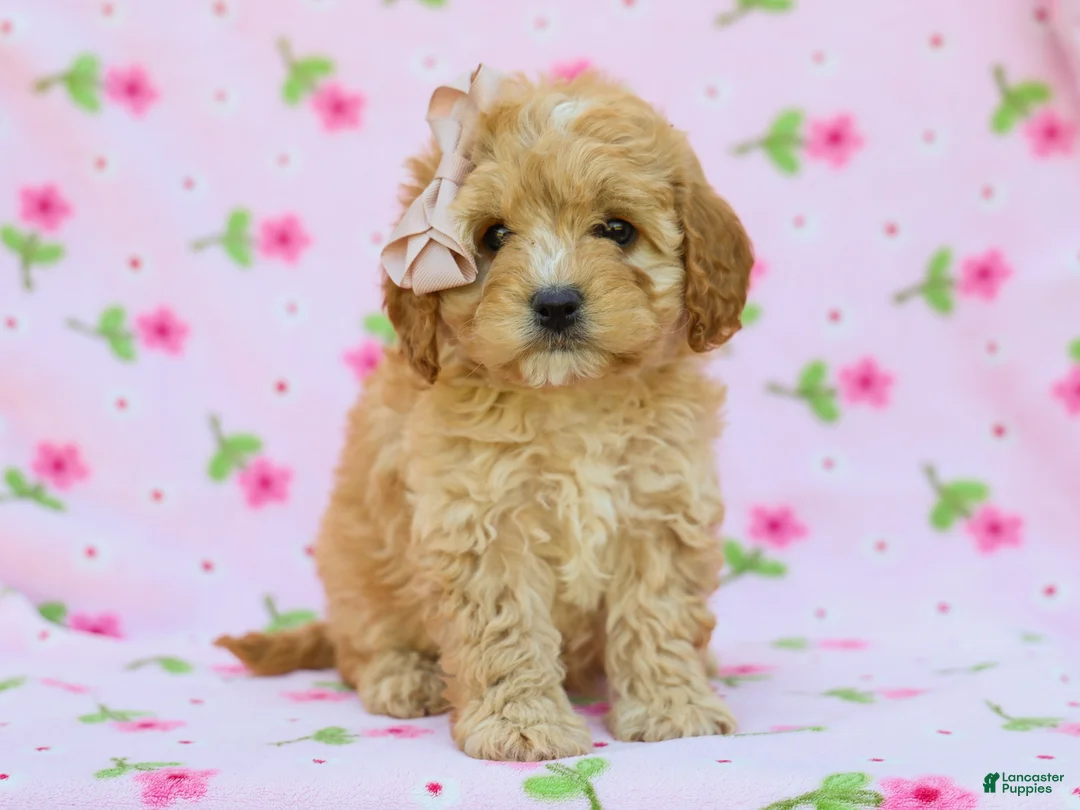 Cavapoo dogs for sale: Ida F1B Cavapoo Pup - Ad 1