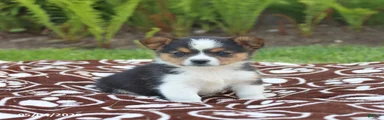 Snickers