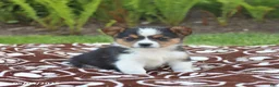 Miniature Australian Shepherd dogs for sale: Snickers - Ad 1