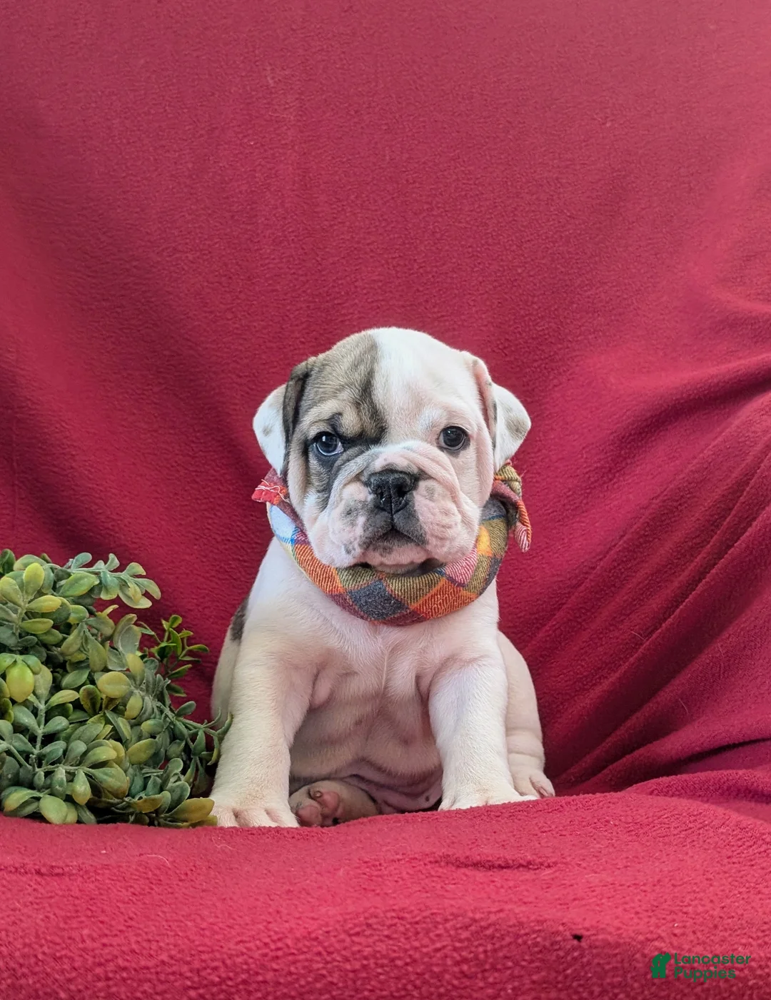 English Bulldog dogs for sale: Tanker - Ad 2