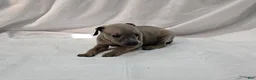 Italian Greyhound dogs for sale: Fawn Male - Aslan - Ad 3
