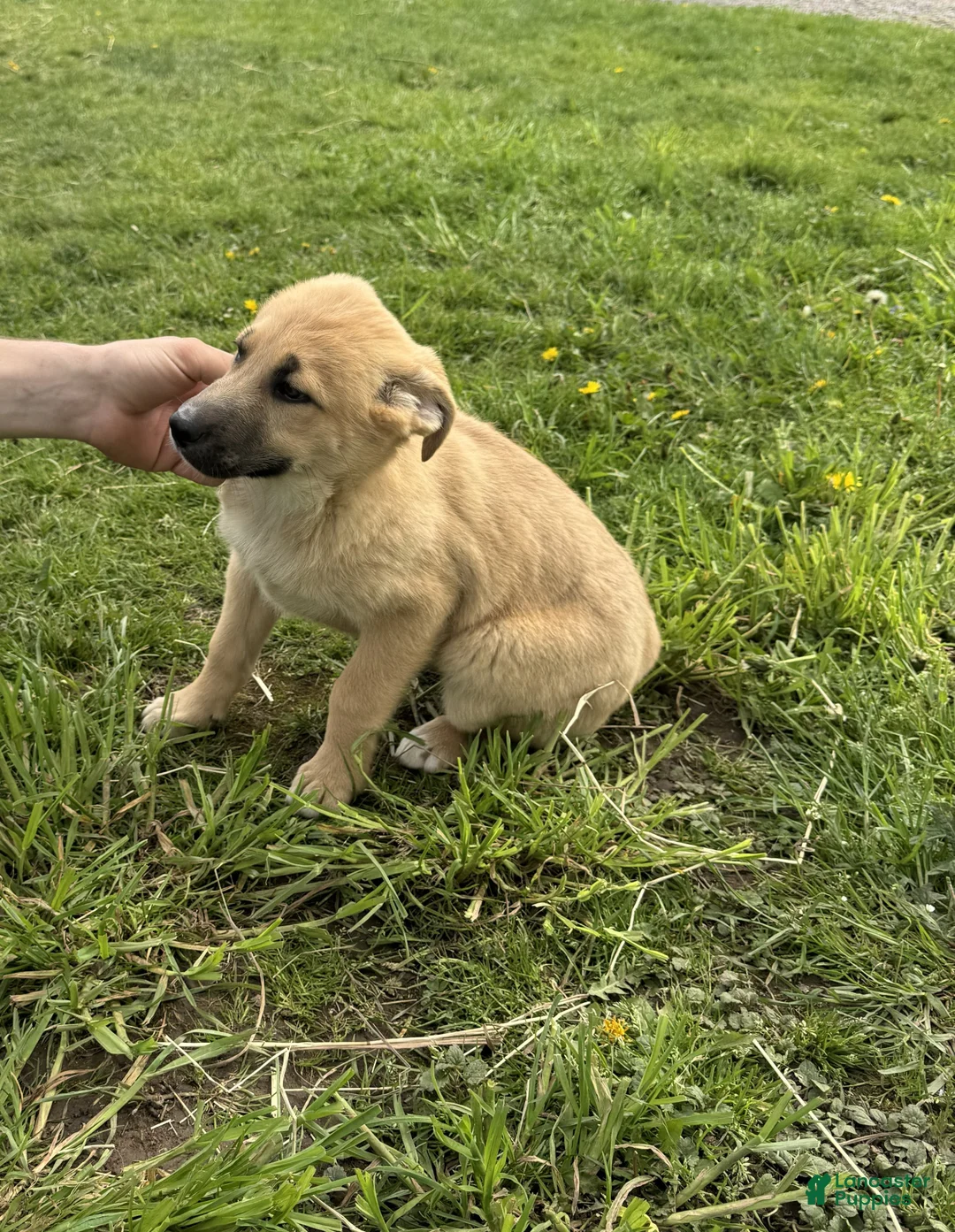 German Shepherd dogs for sale: German Shepherd Puppy 1 Kalico - Ad 2