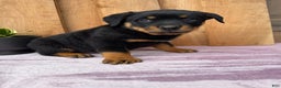 Rottweiler dogs for sale: Rex - Ad 3