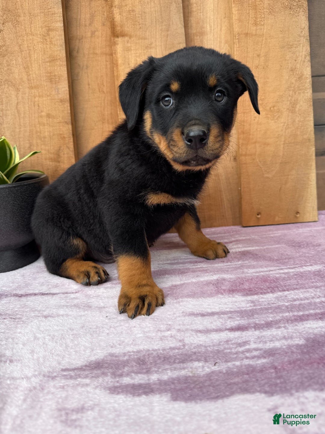 Rottweiler dogs for sale: Rex - Ad 3