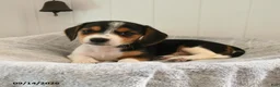 Mixed Breed dogs for sale: Twinkle - Ad 3