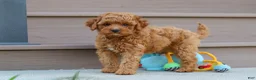 Cavapoo dogs for sale: Felecia - Ad 7