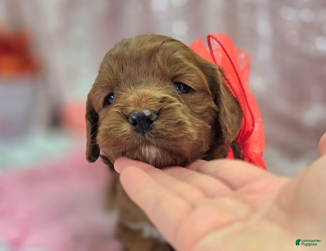 Cavapoo dogs for sale: Denali - Ad 5